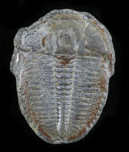 Elrathia Trilobite - Wheeler Shale, Utah #24862